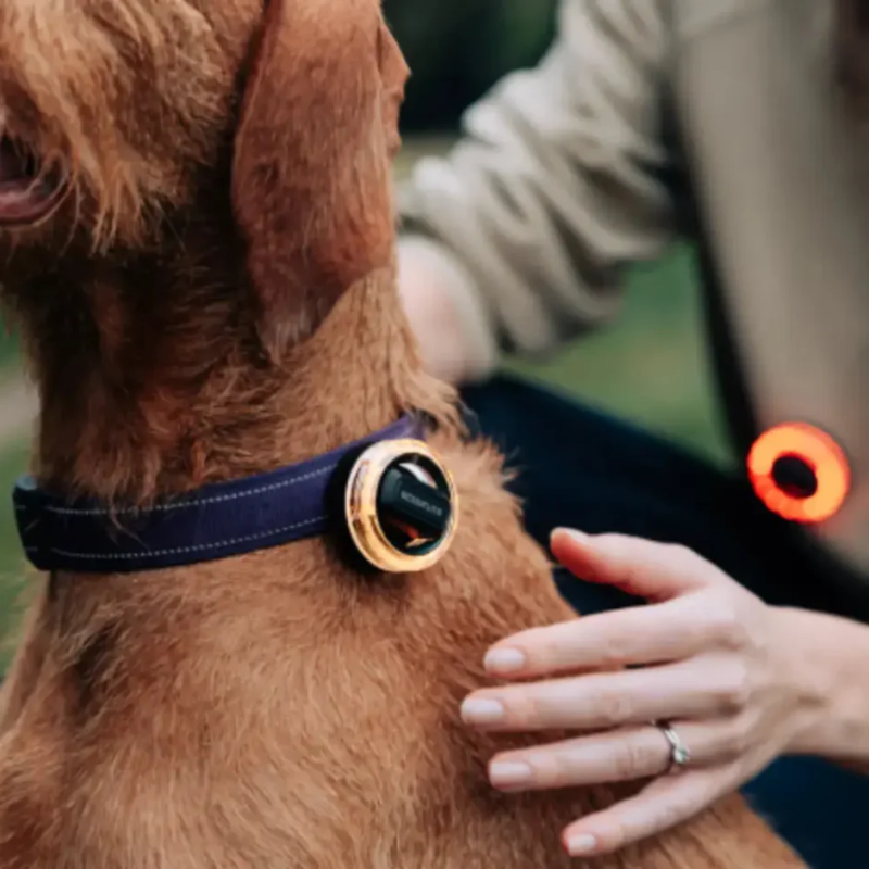 Scoutlite Blinko — 5